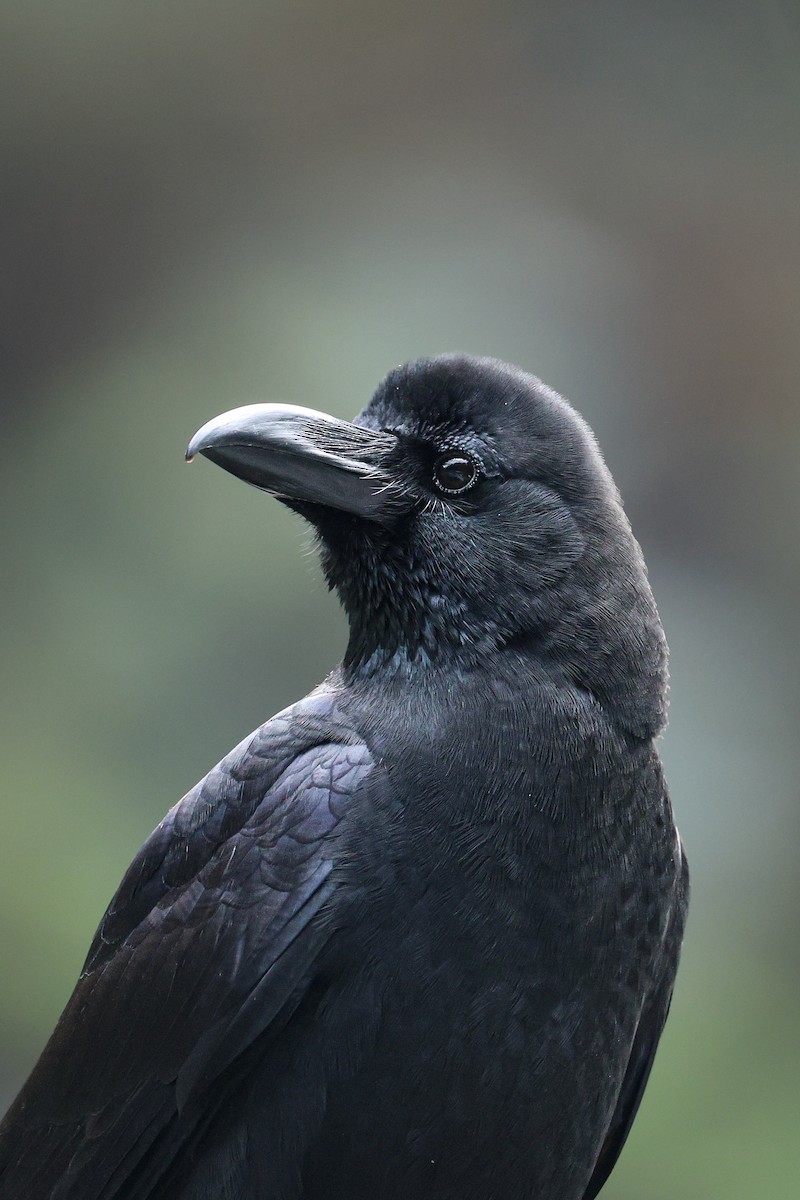 Large-billed Crow - ML639314644