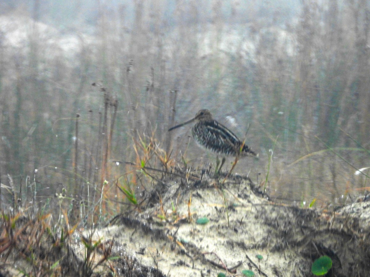 Pantanal Snipe - ML639314662