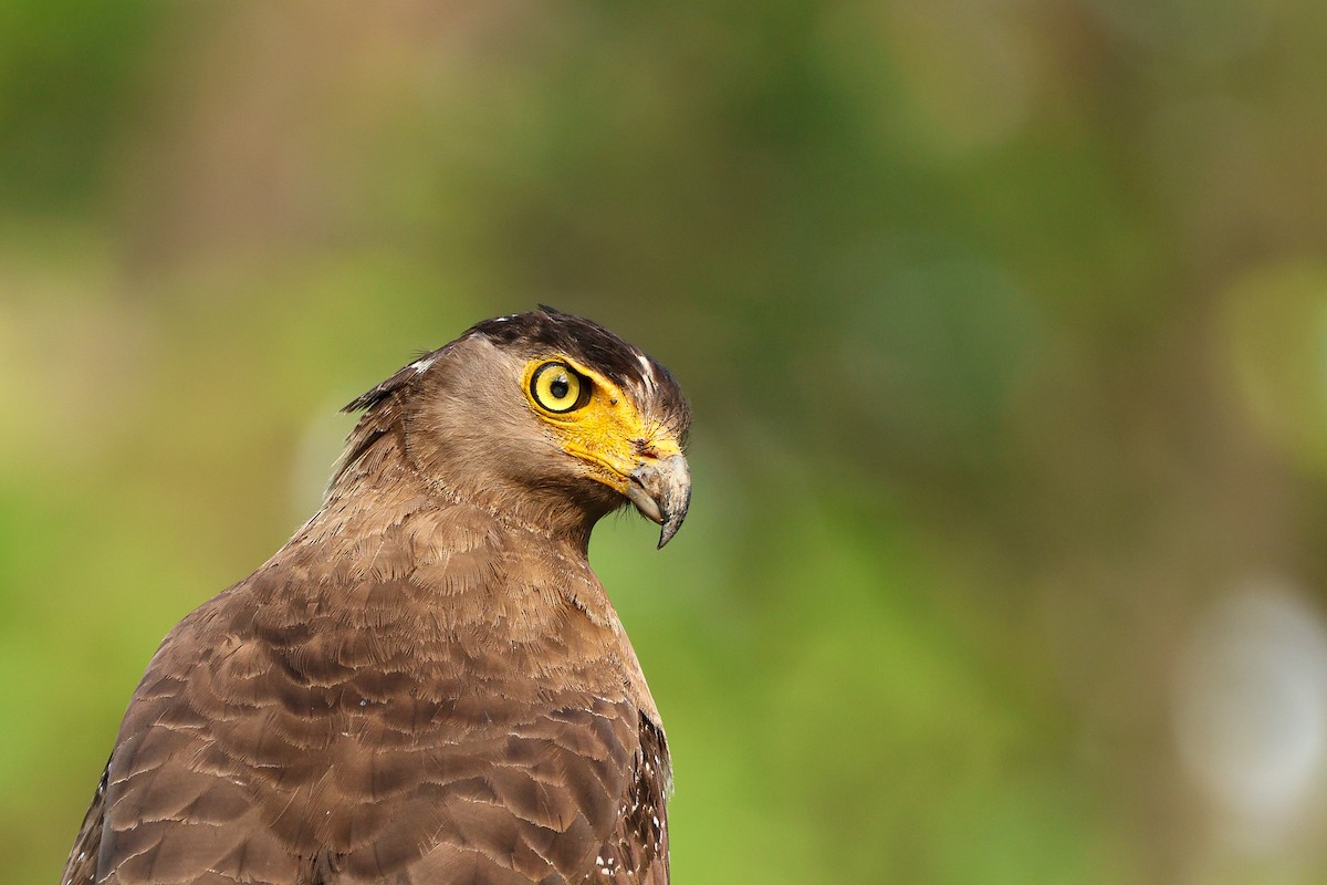 Crested Serpent-Eagle - ML639314680