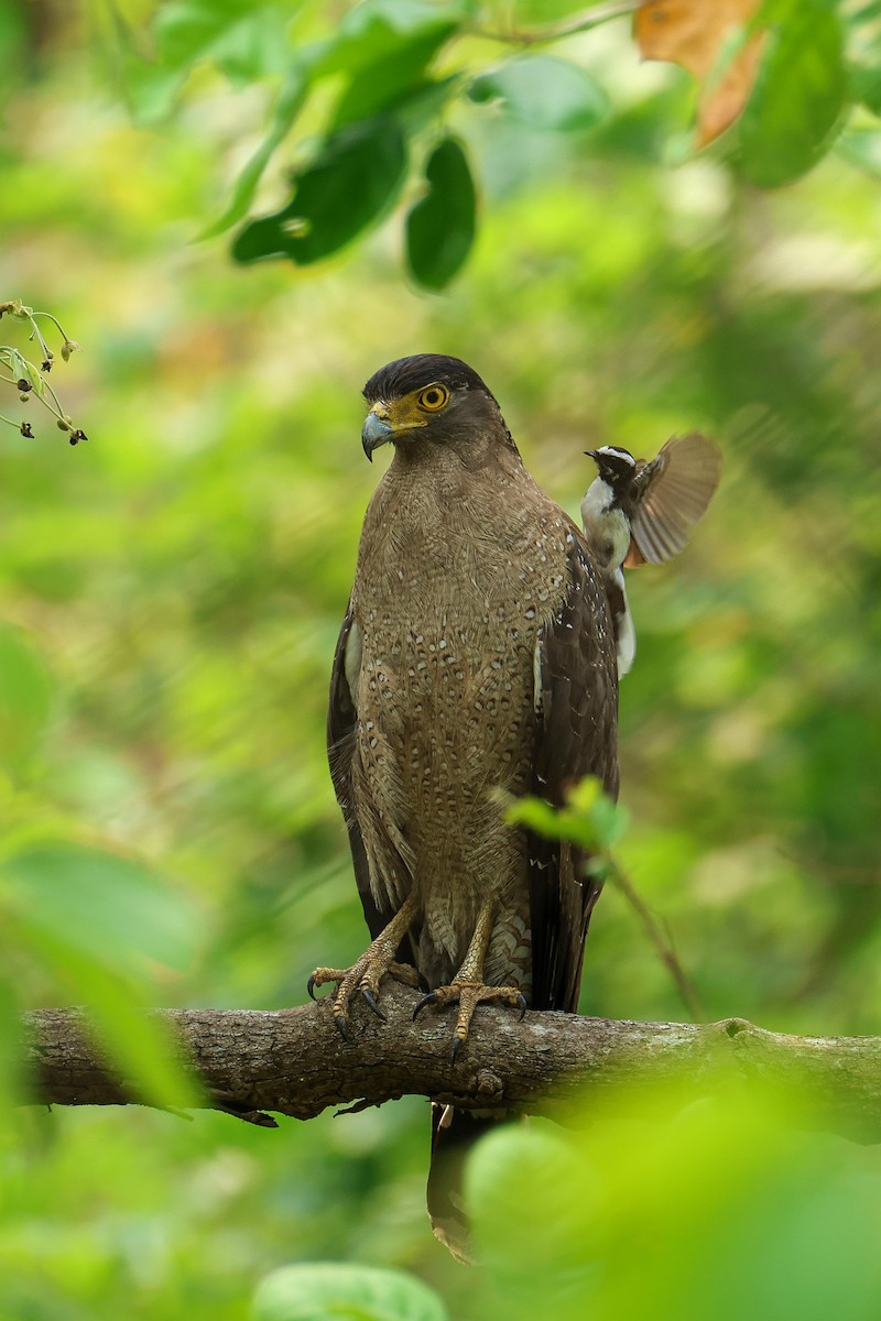 Crested Serpent-Eagle - ML639314681