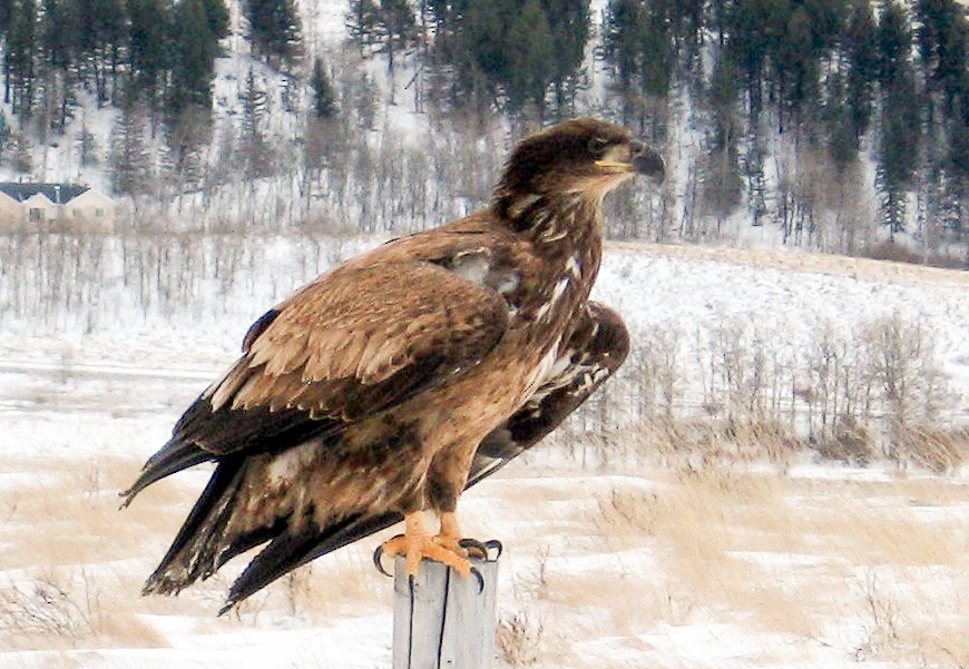 Bald Eagle - ML639314711