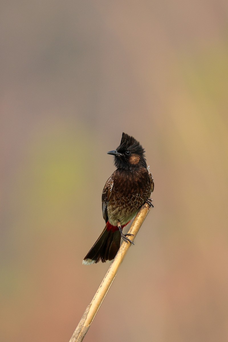 Red-vented Bulbul - ML639314716