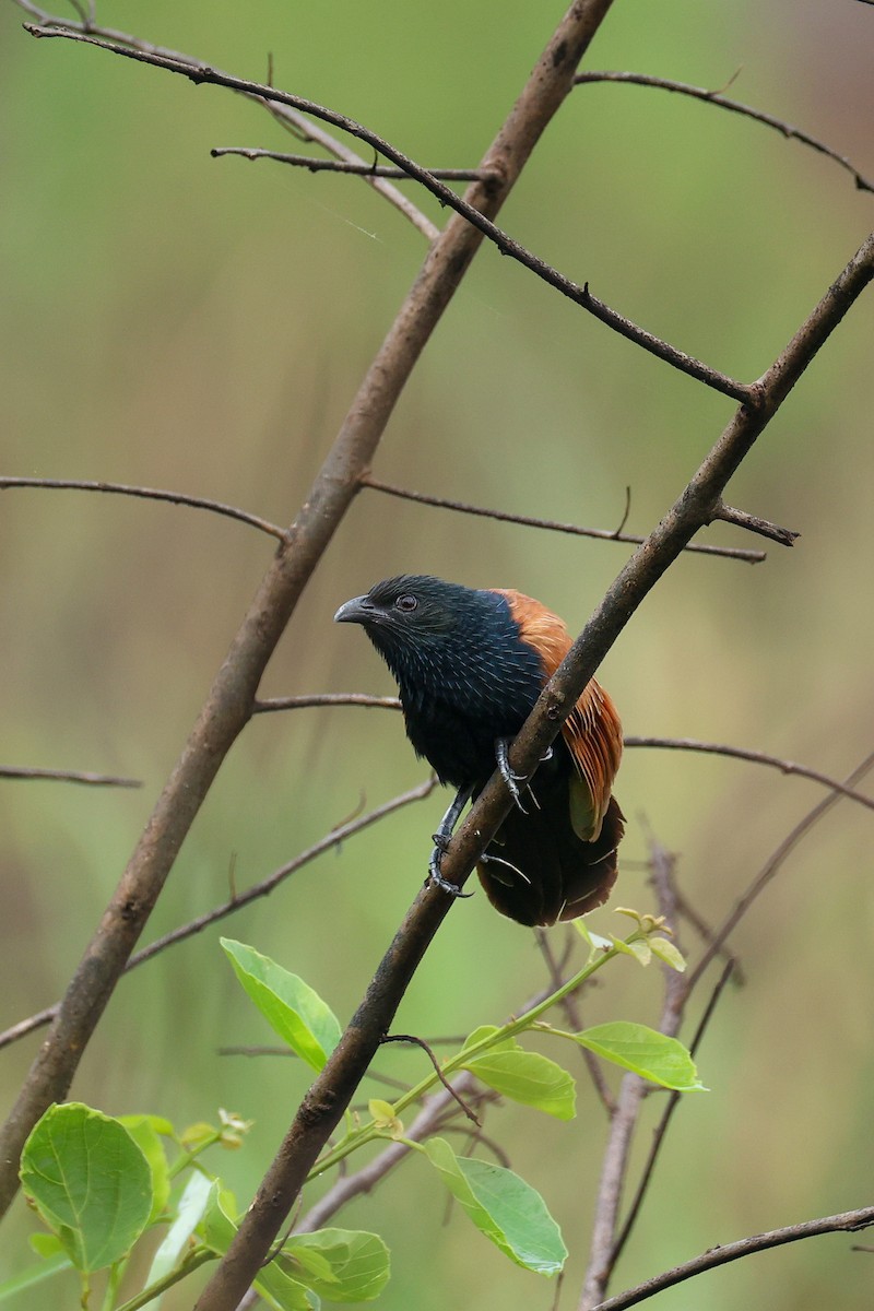 Lesser Coucal - ML639314725