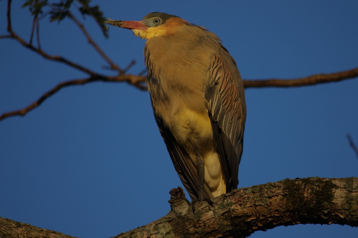 Whistling Heron - ML639314746
