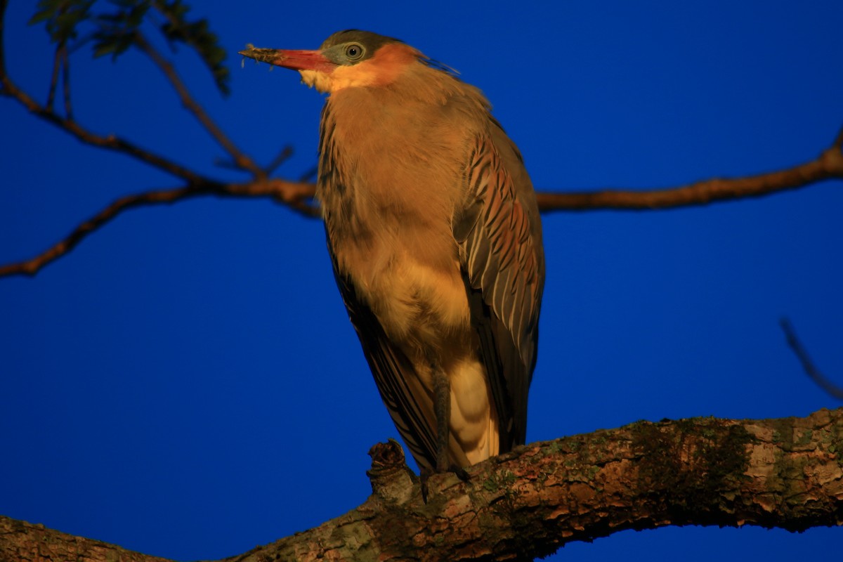 Whistling Heron - ML639314747