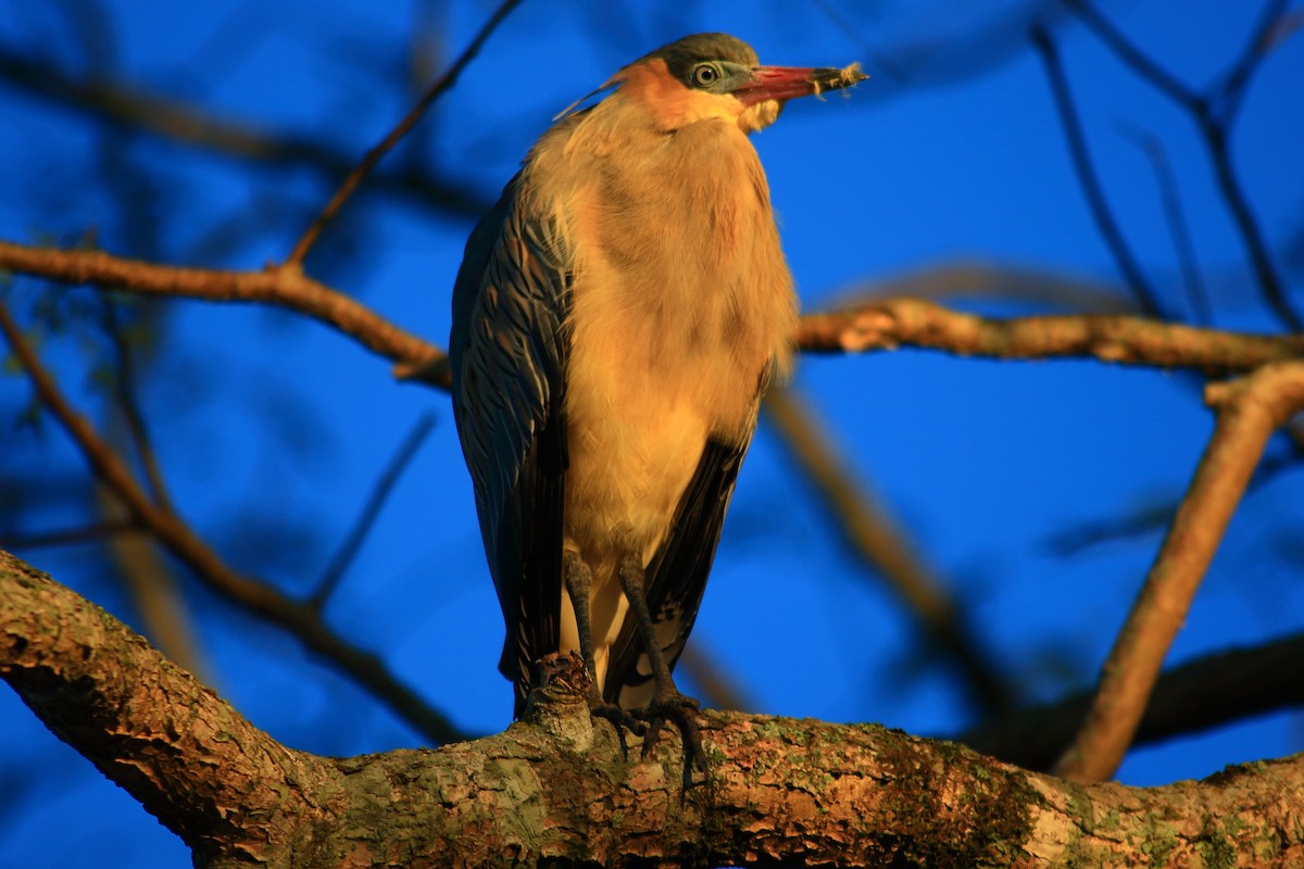 Whistling Heron - ML639314750