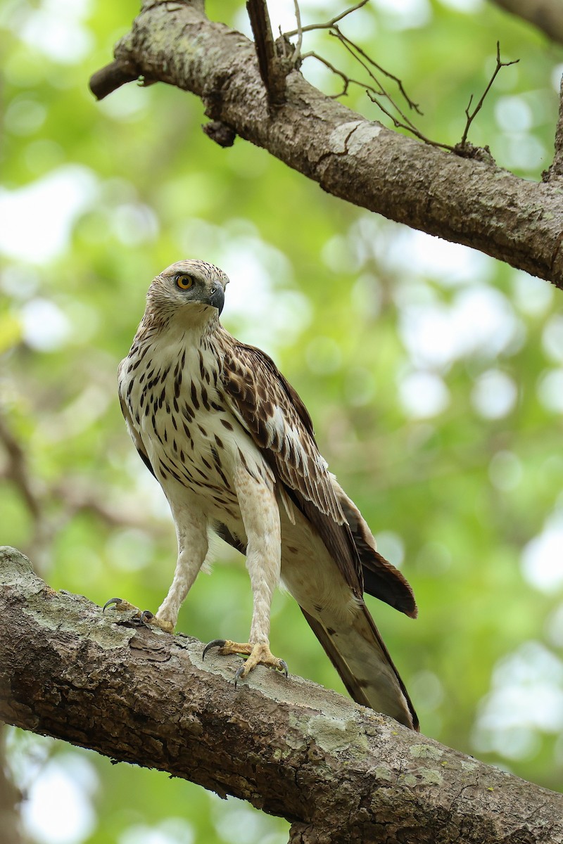 Changeable Hawk-Eagle - ML639314762