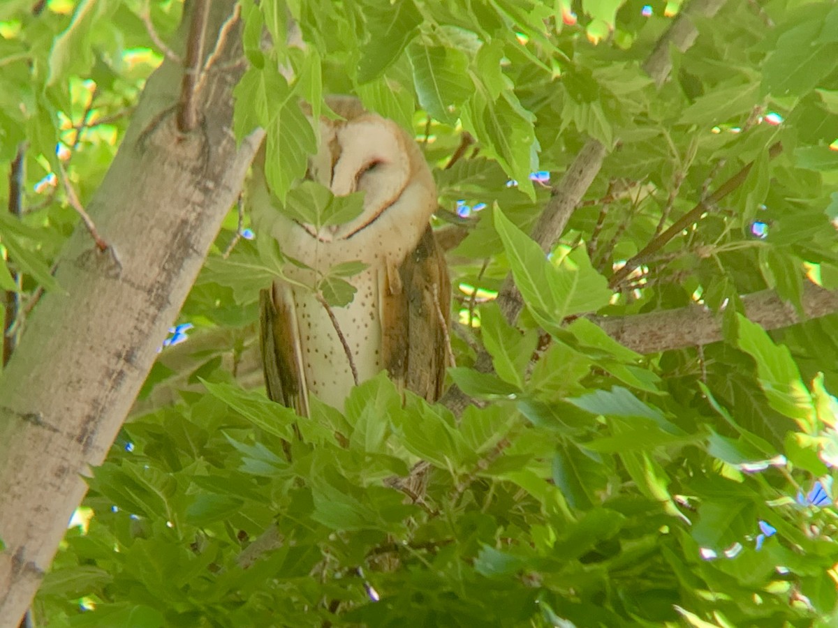 アメリカメンフクロウ（tuidara グループ） - ML639314774