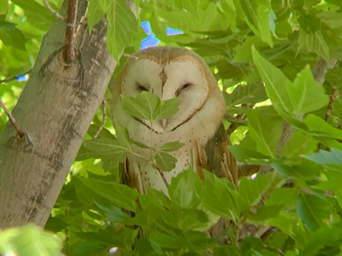 アメリカメンフクロウ（tuidara グループ） - ML639314775