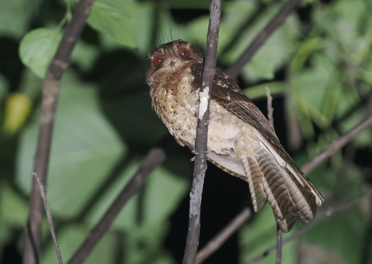 Moluccan Owlet-nightjar - ML639314779