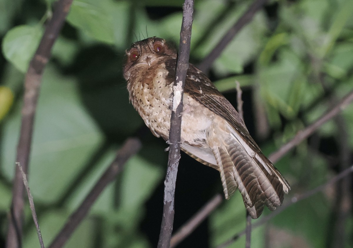 Moluccan Owlet-nightjar - ML639314782