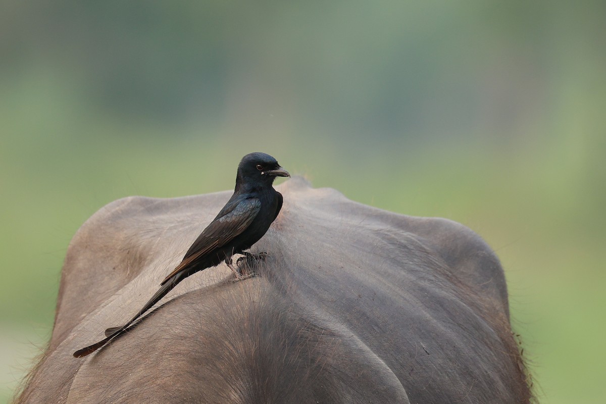 Black Drongo - ML639314811