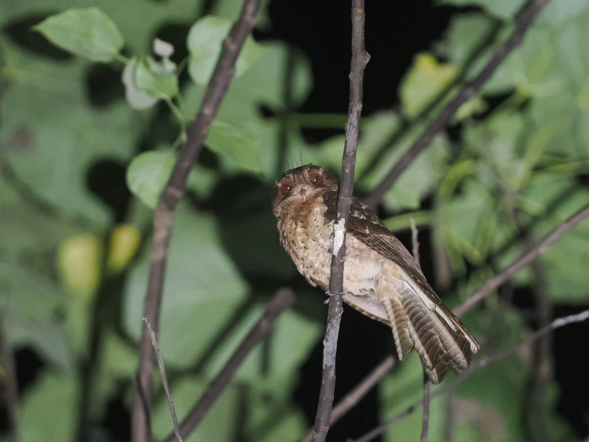 Moluccan Owlet-nightjar - ML639314822