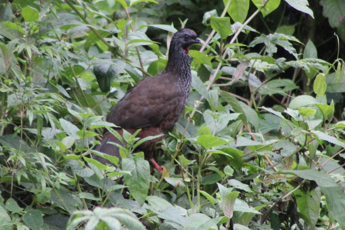 Andean Guan - ML639314828
