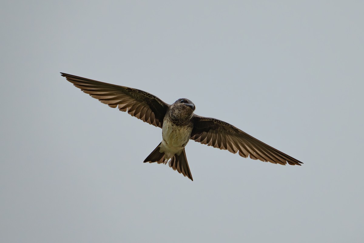 Purple Martin - ML639314839