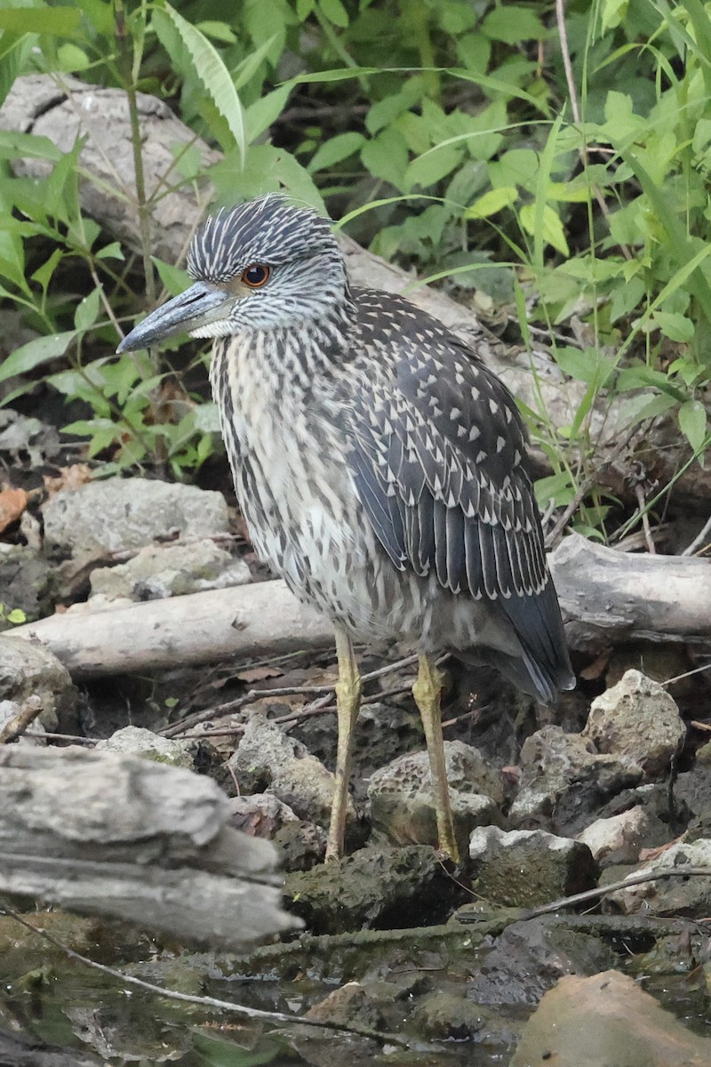 Yellow-crowned Night Heron - Suzanne Tuberdyke