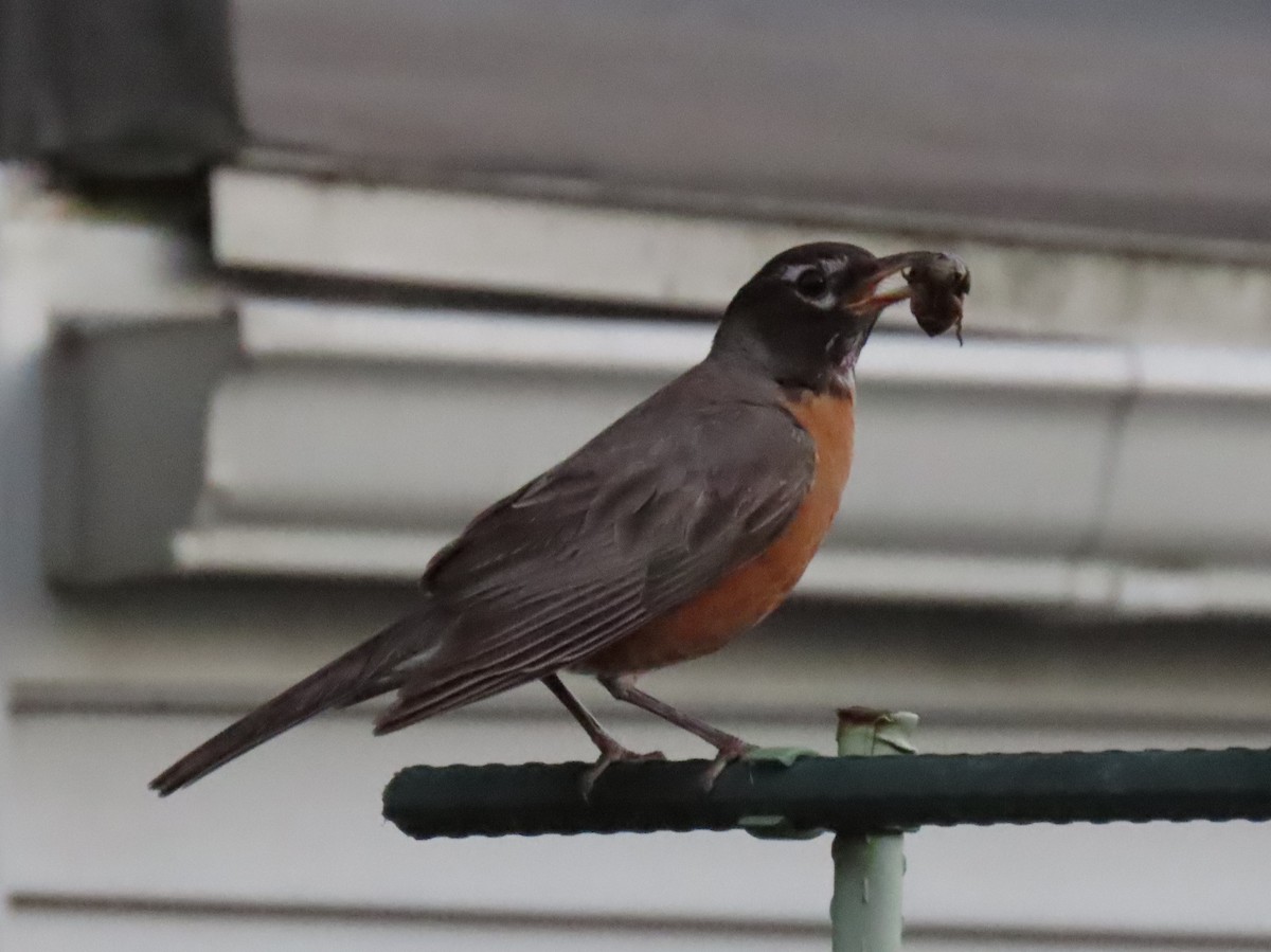American Robin - ML639314971