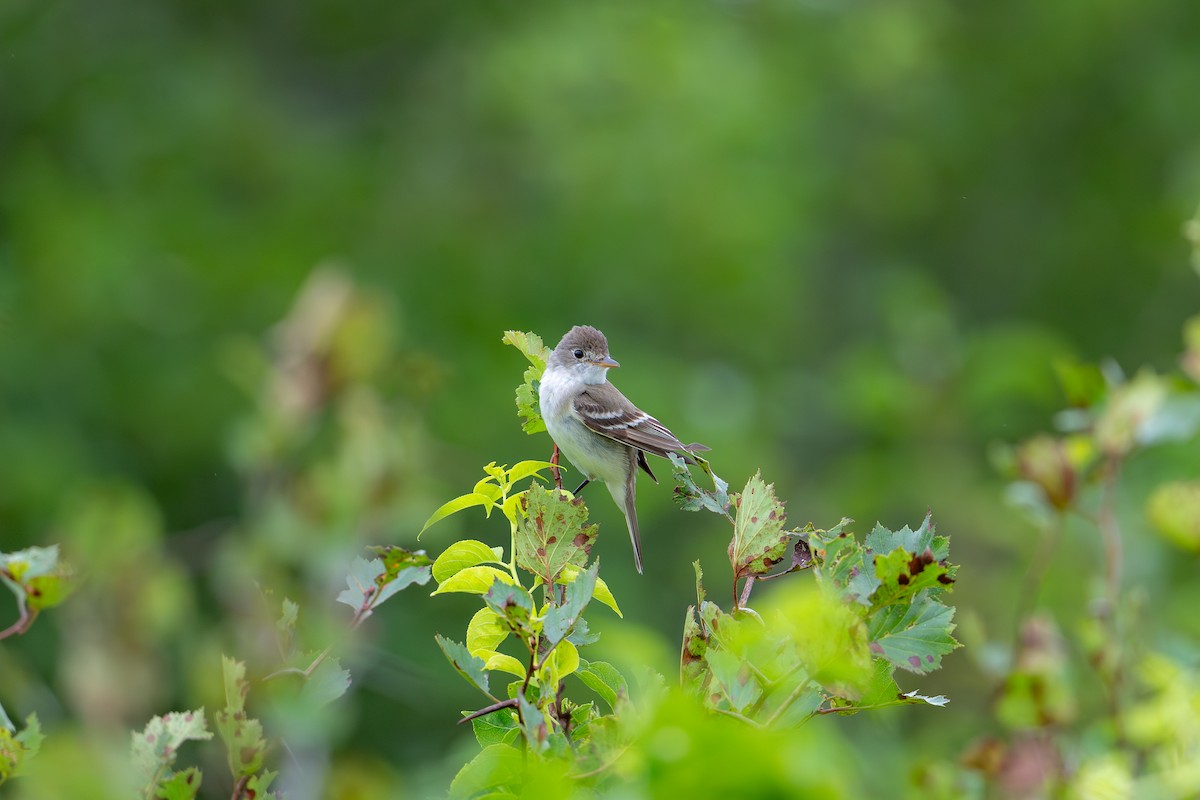 Willow Flycatcher - ML639315018