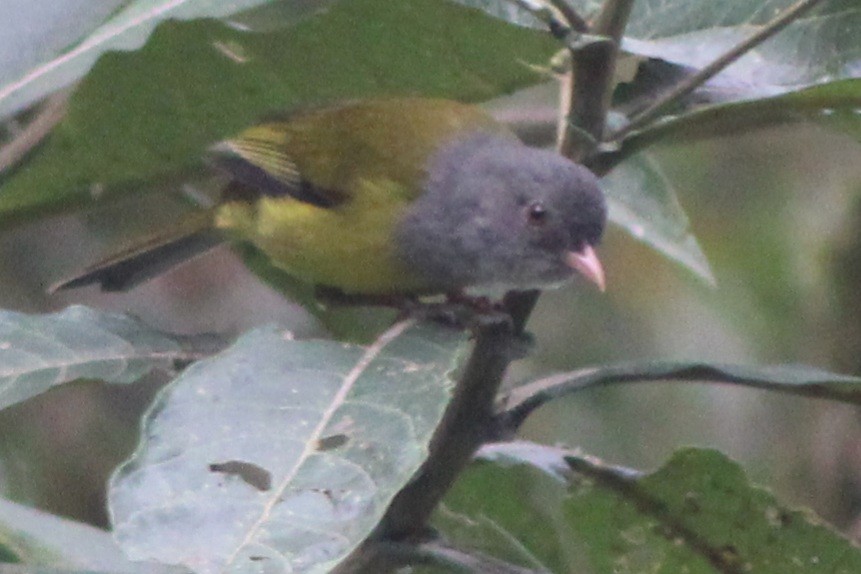 Gray-hooded Bush Tanager (Red-billed) - ML639315026