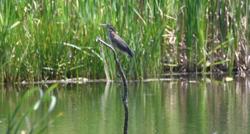 Green Heron (virescens/bahamensis) - ML639315042