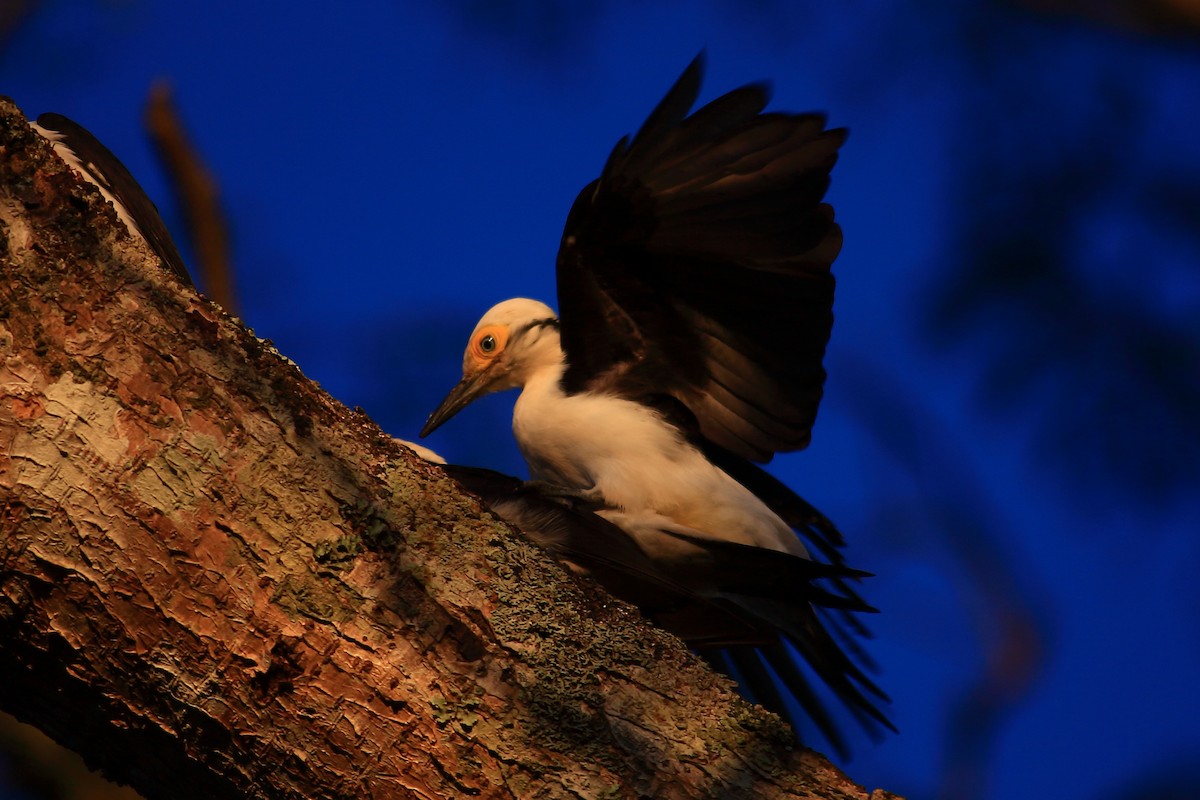 White Woodpecker - ML639315078