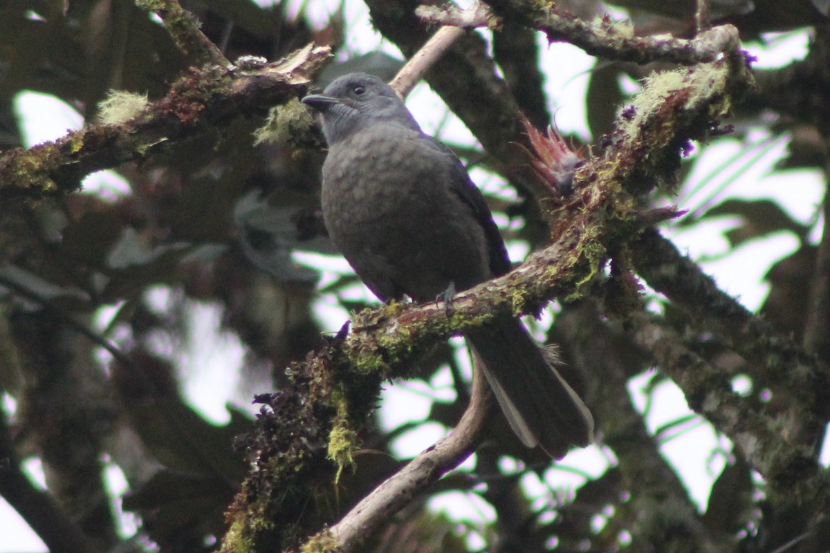 Dusky Piha - ML639315387