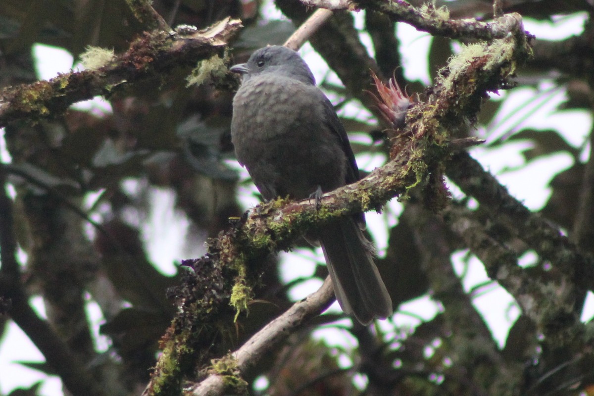 Dusky Piha - ML639315388