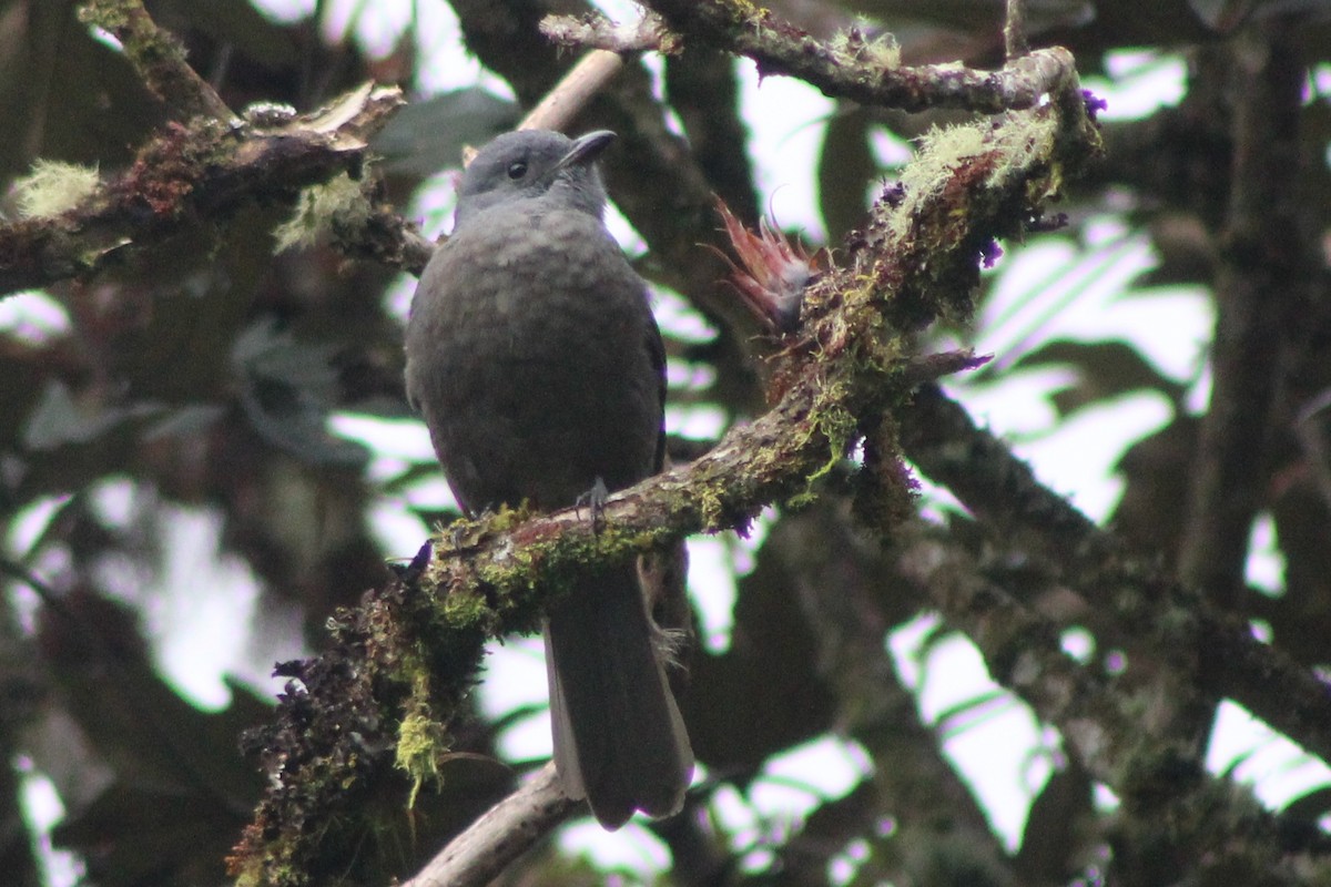 Dusky Piha - ML639315389