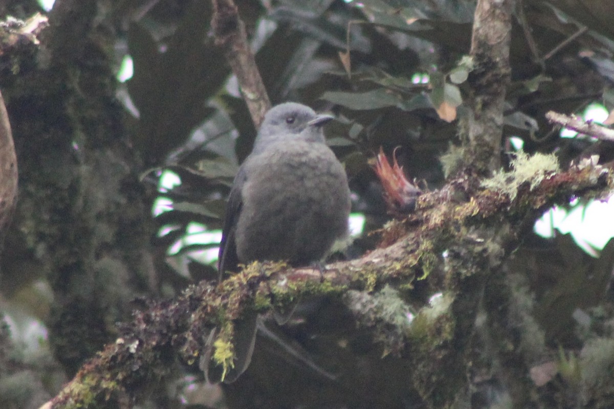Dusky Piha - ML639315390