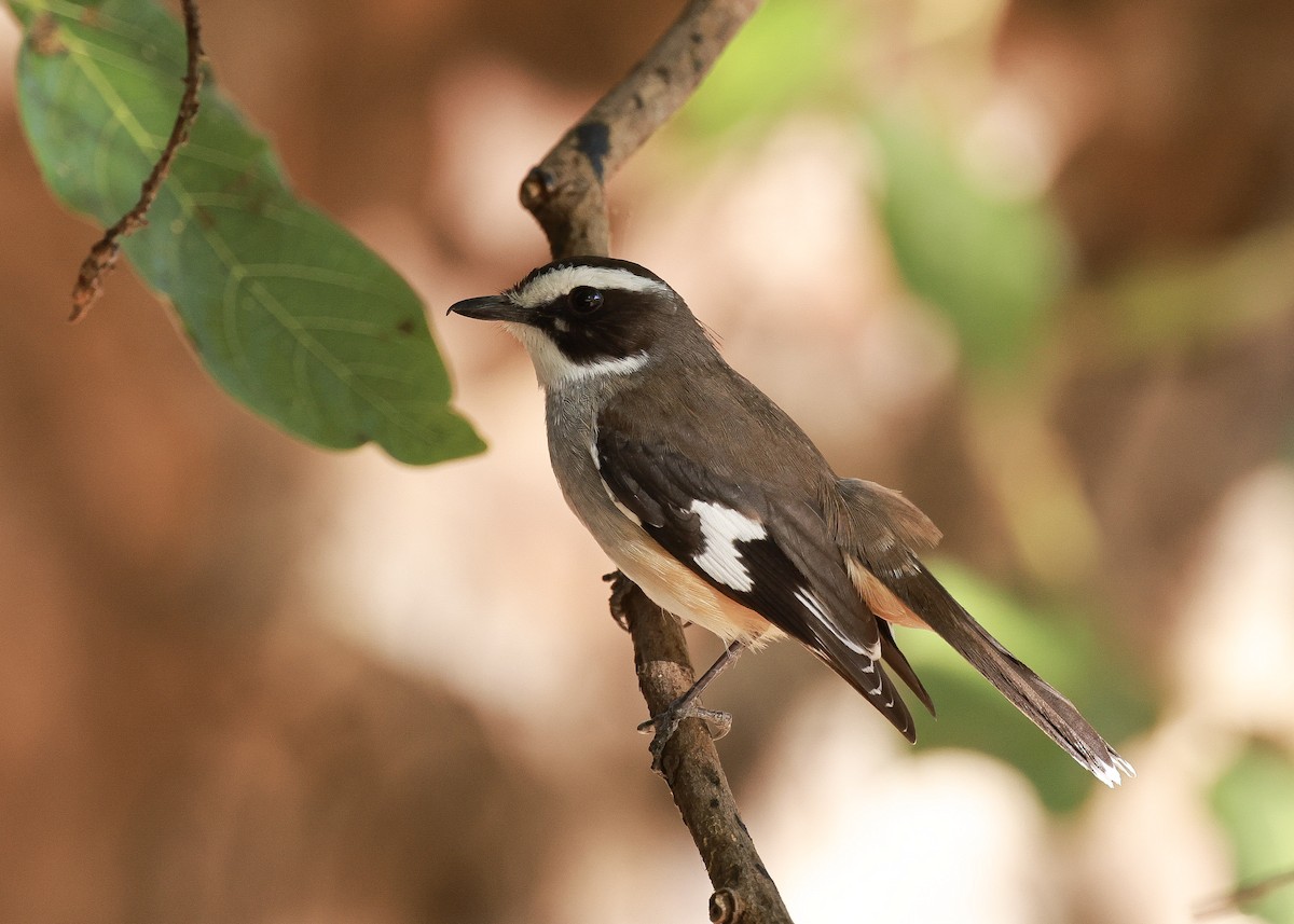 Buff-sided Robin - ML639315449