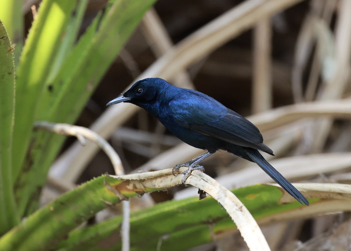 Shining Flycatcher - ML639315457