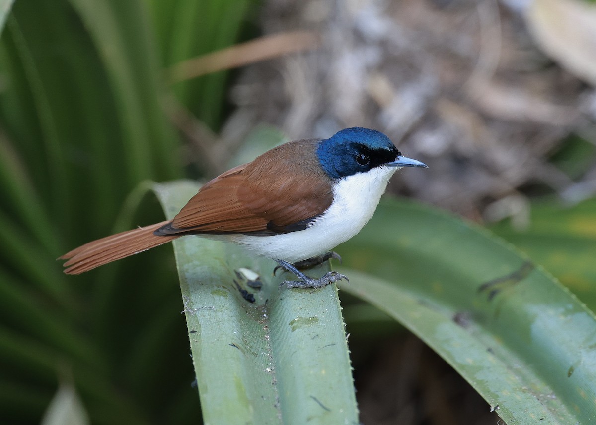 Shining Flycatcher - ML639315458