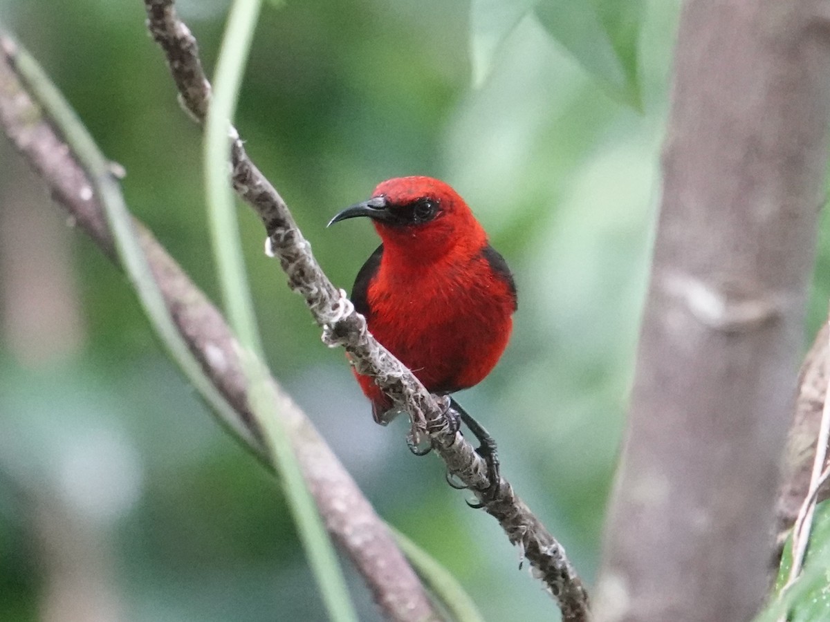 Cardinal Myzomela - ML639315532
