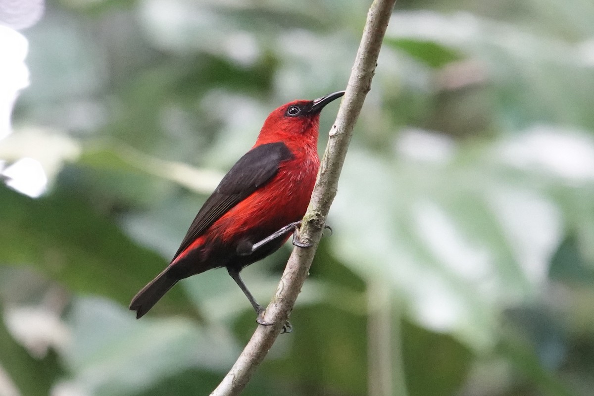 Cardinal Myzomela - ML639315533