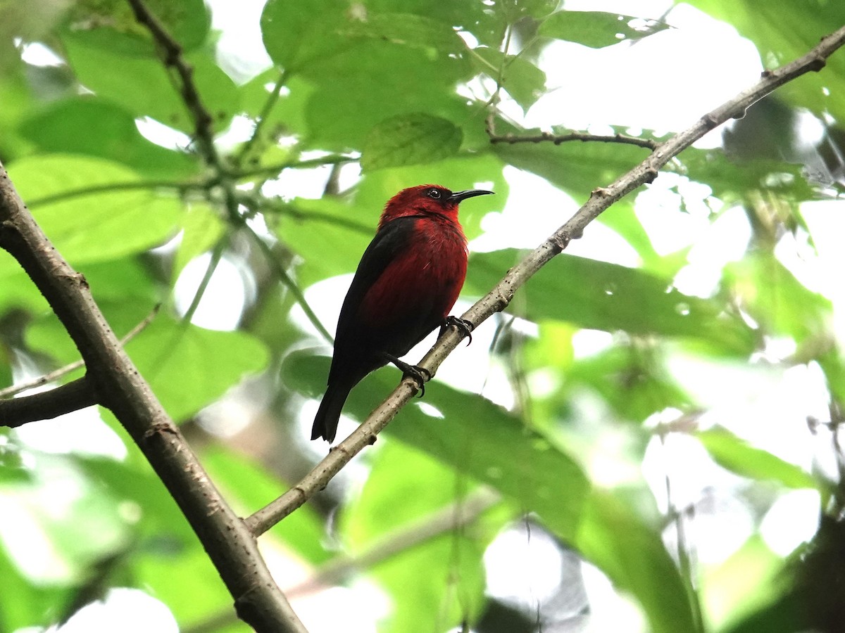 Cardinal Myzomela - ML639315537