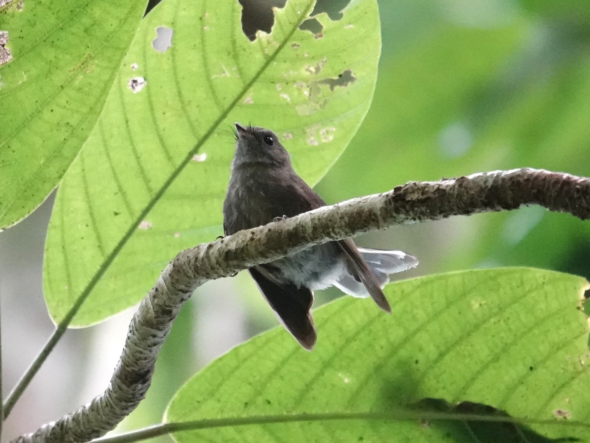 Rennell Fantail - ML639315538