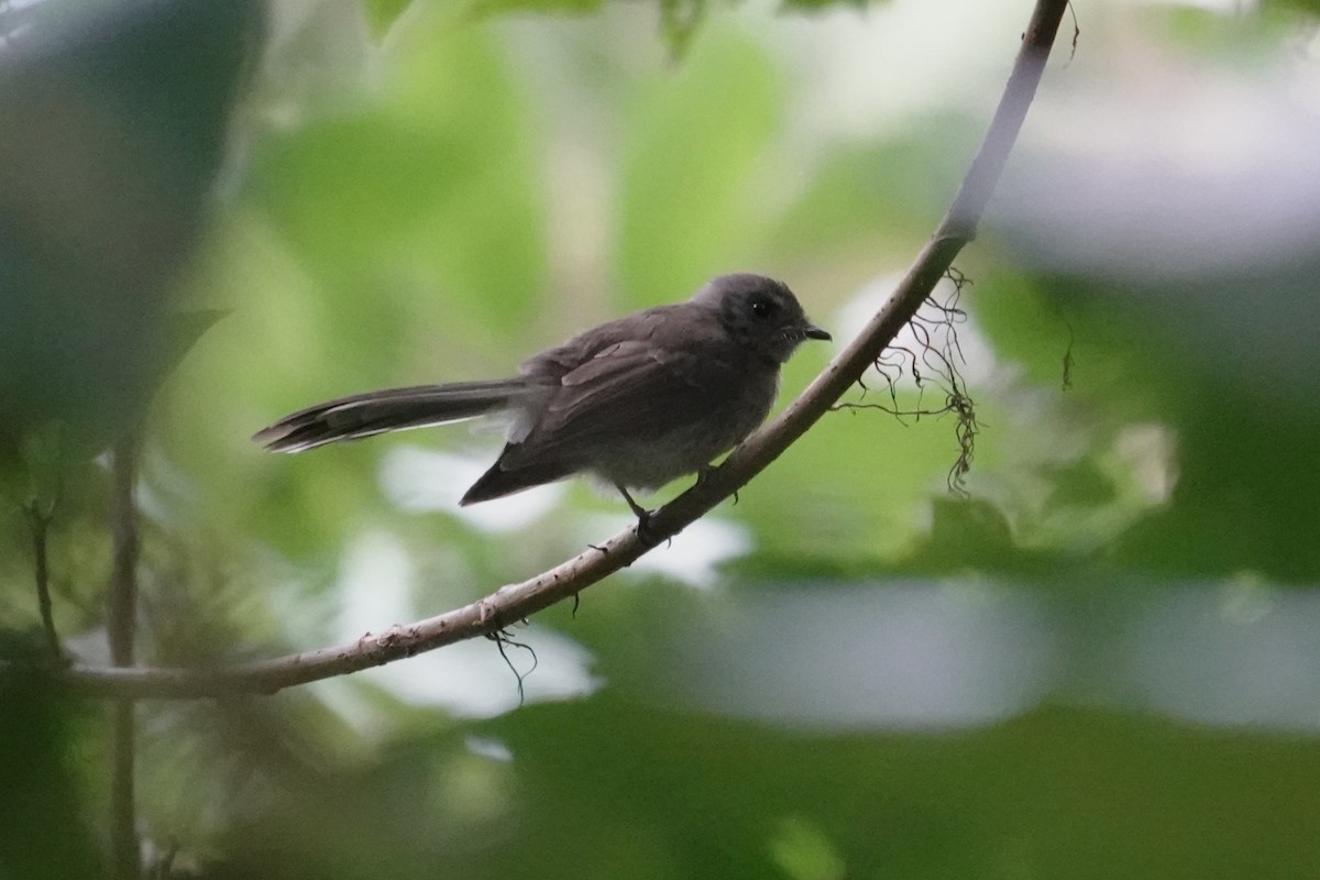 Rennell Fantail - ML639315540