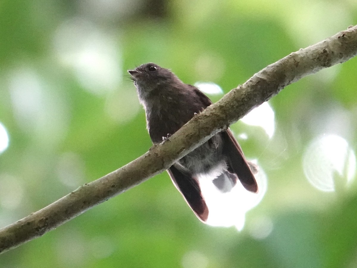 Rennell Fantail - ML639315541