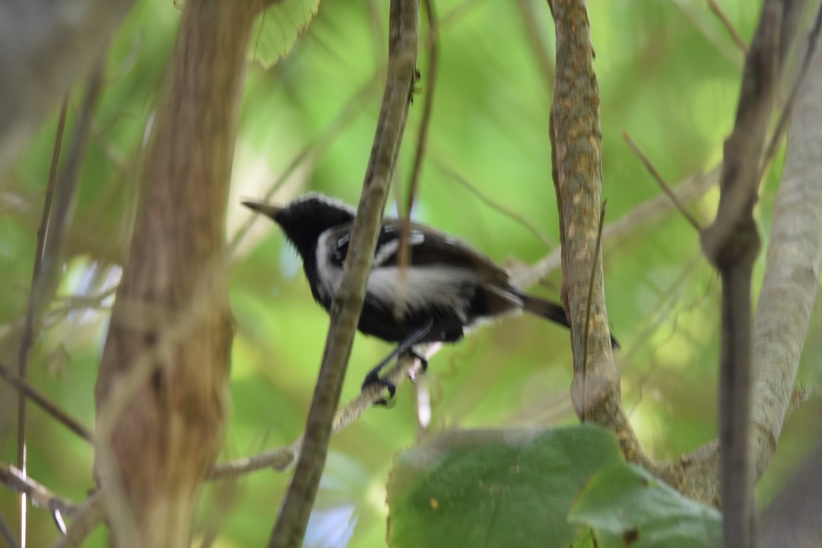 Northern White-fringed Antwren - ML639315594