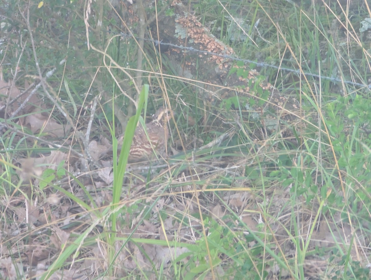 Northern Bobwhite - ML639315596
