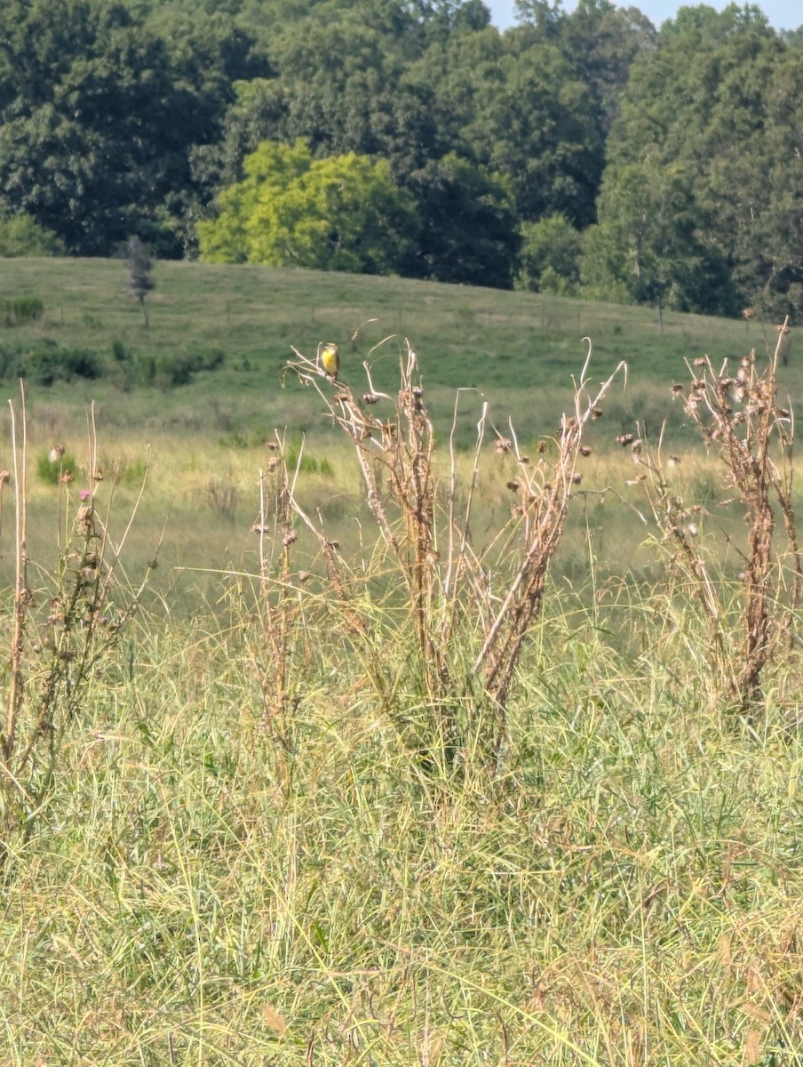 Dickcissel - ML639315612