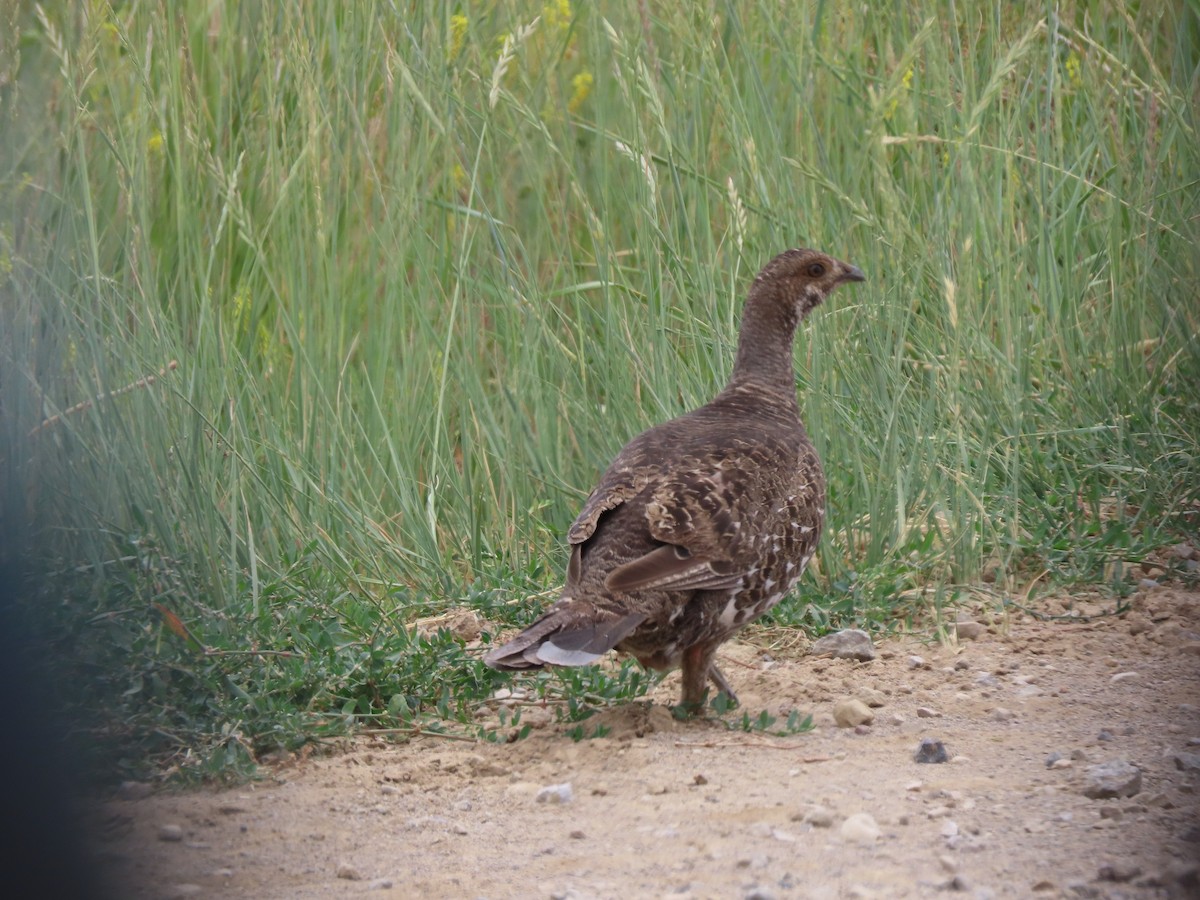 アオライチョウ - ML639315623