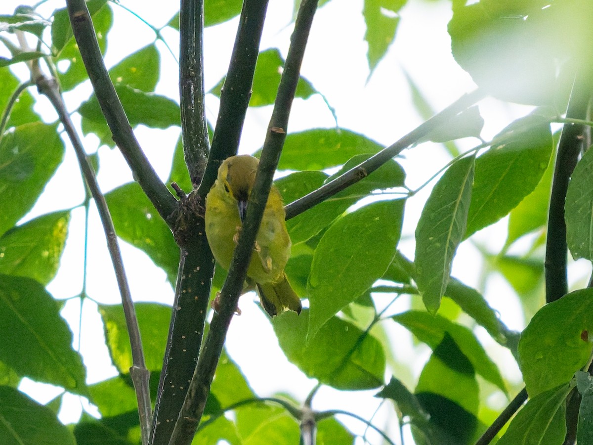 Northern Yellow Warbler - ML639315624