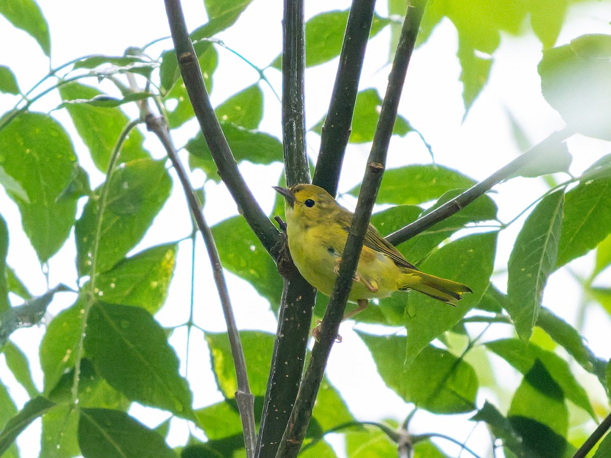 Northern Yellow Warbler - ML639315625