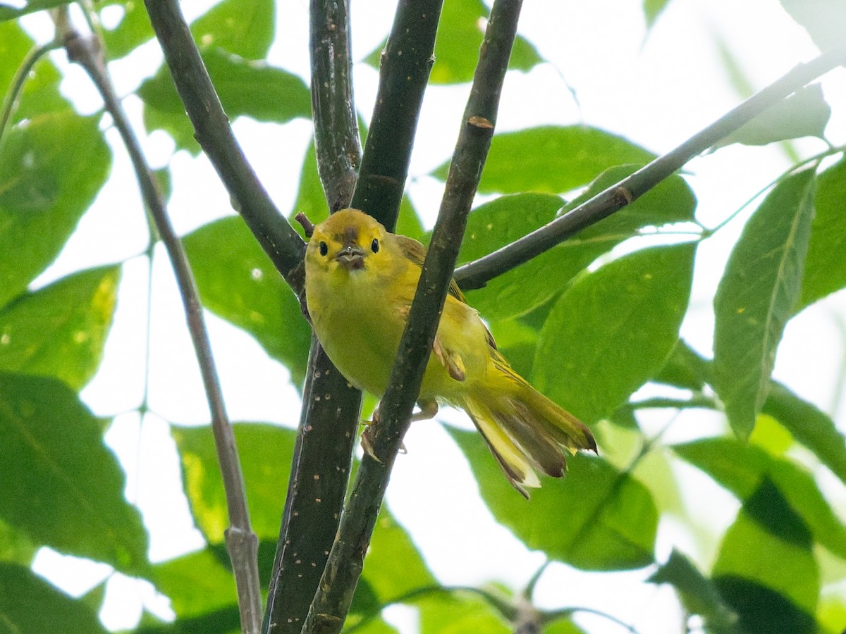Northern Yellow Warbler - ML639315626