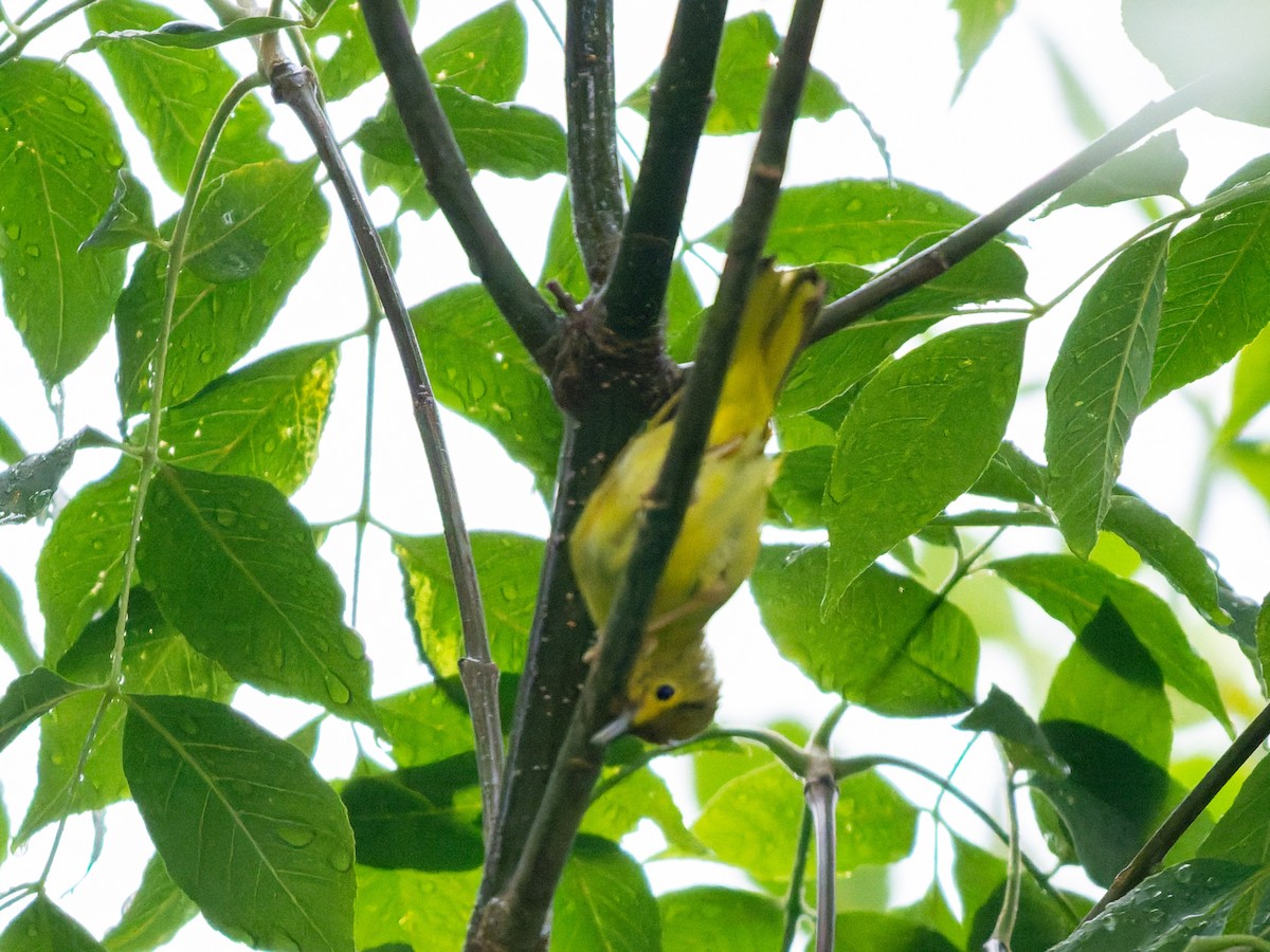 Northern Yellow Warbler - ML639315627