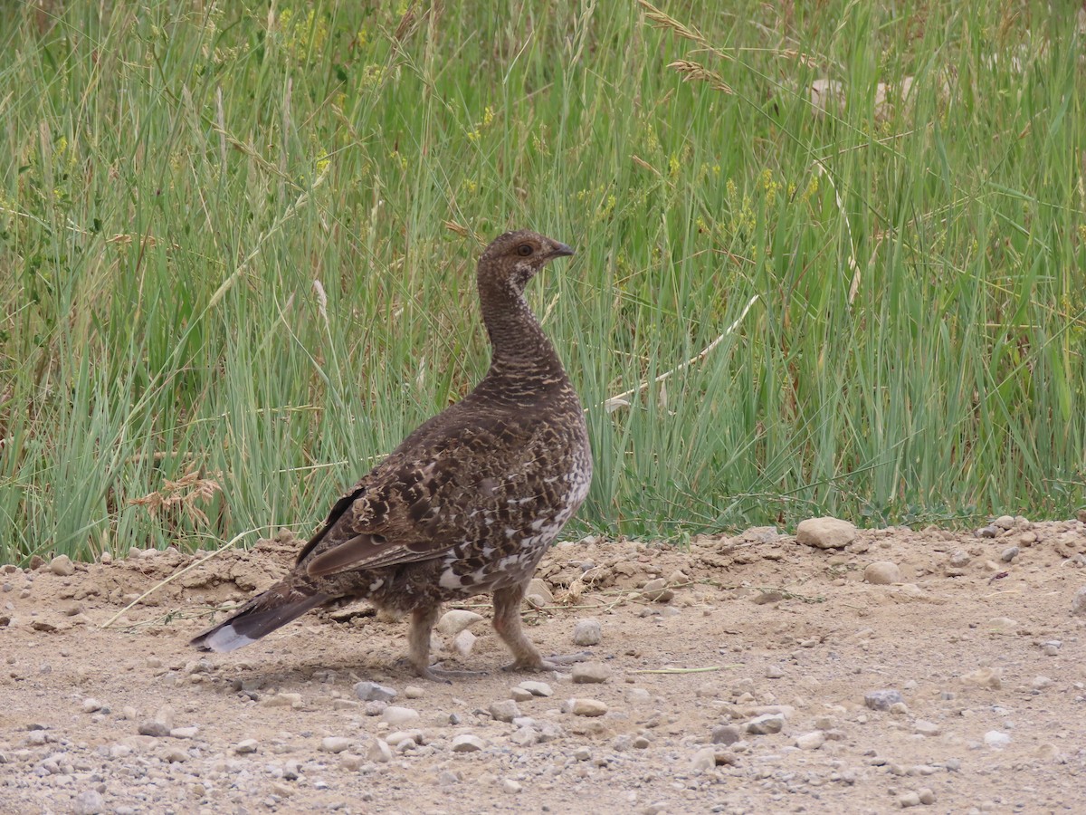 アオライチョウ - ML639315630
