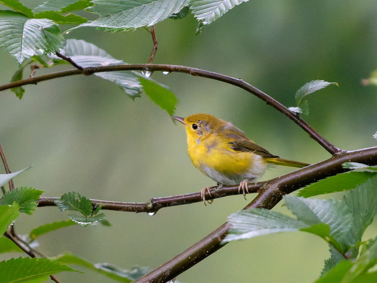 Northern Yellow Warbler - ML639315707
