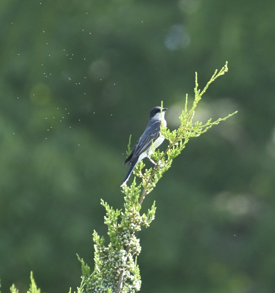 Schieferrücken-Königstyrann - ML639315721
