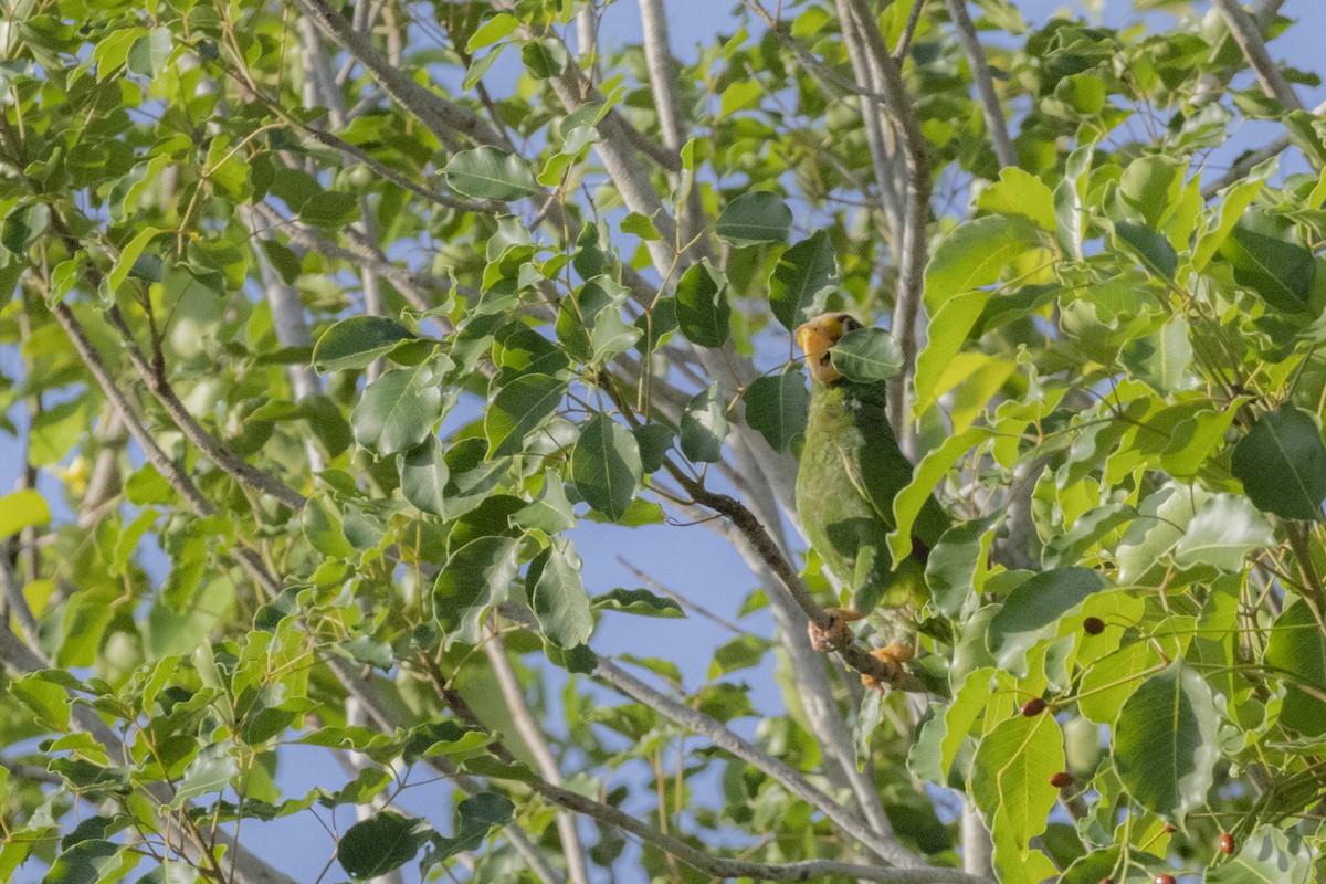 Yellow-lored Amazon - ML639315786